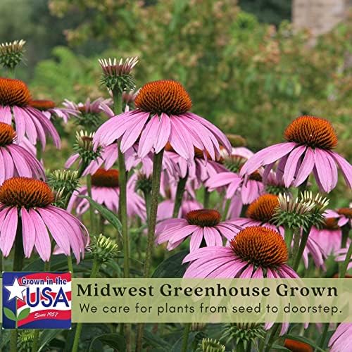 Clovers Garden Purple Coneflower (Echinacea Purpurea) Plants – Two (2) Live Plants – Non-GMO - Not Seeds - Each 4" to 8" Tall – in 4" Inch Pots – Hardy Flowering Perennial, Pollinator Favorite - Image 4