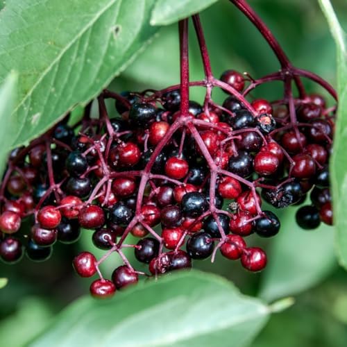 American Elderberry Live Plant, Edible Berry Bush Plant, 6-12 Inches Tall - Image 4