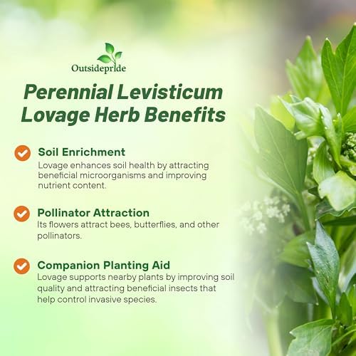 Outsidepride Lovage Vegetable Seeds - 1000 Pcs. Perennial, Easy to Grow & Drought-Tolerant, Herb Seeds for Planting Edible & Vibrant Yellow-Green Blooms, Great for Xeriscaping & Pollinator Gardens - Image 3