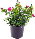 Live Plant from Green Promise Farms Flower Carpet Roses ROSA `FLOWER CARPET PINK SUPREME` Pink Flower Shrub #2 Size Container Pink by GreenPromiseFarms