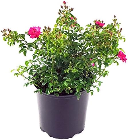 Live Plant from Green Promise Farms Flower Carpet Roses ROSA `FLOWER CARPET PINK SUPREME` Pink Flower Shrub #2 Size Container Pink by GreenPromiseFarms