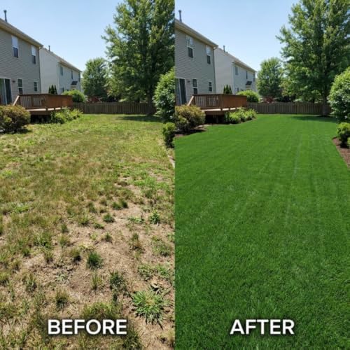 50,000 Emerald Zoysia Grass Seeds, Zoysia Grass Seeds for Lawn - Image 3