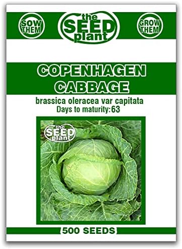 Copenhagen Cabbage Seeds - 500 Seeds Non-GMO by The+Seed+Plant