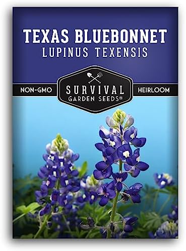 Texas Bluebonnet Seeds for Planting - 1 Pack by SurvivalGardenSeeds