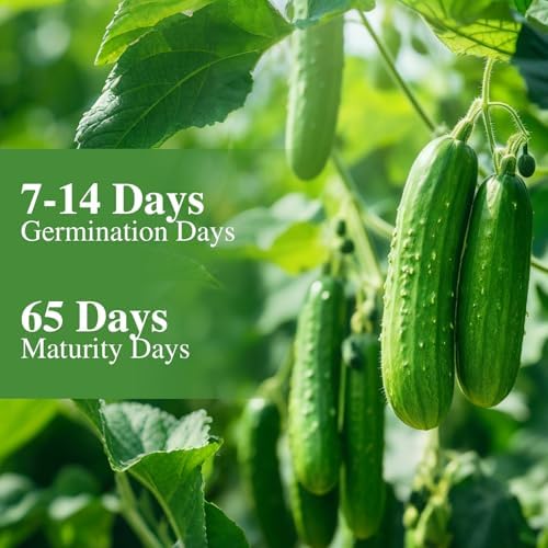 Groundio Cucumber Seeds - 50 Heirloom Non-GMO Seeds for Planting Outdoors in Trellises, Raised Beds, Space Gardens - Pickling and Slicing Straight Eight Cucumbers - Image 5