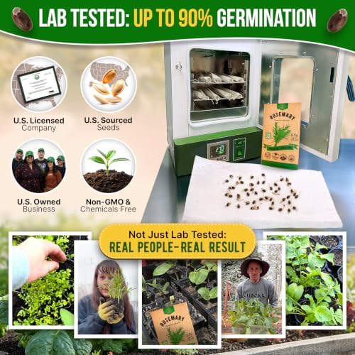 Rosemary Seeds Pack 0.5 G - Over 325 Non-GMO Heirloom Seeds for Planting Herbs in Individual Packet, Home Garden Indoor & Outdoor Gardening - Image 2