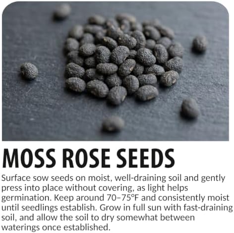 2000 Moss Rose Seeds | Portulaca Grandiflora Flower Seeds - Image 6