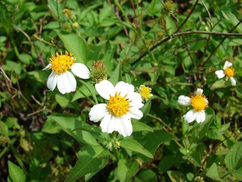 Bidens Alba,Spanish Needles | Live Plants - 6 Count by Unknown