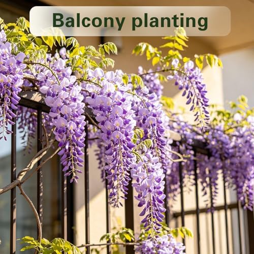 Wisteria Seeds for Planting Outdoor, Perennial Vine Fragrant Purple Flowers - Image 6
