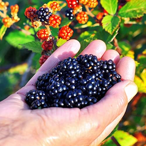 Perfect Plants Triple Crown BlackBerry Bush, 1 Gallon, Live Plant - Image 4