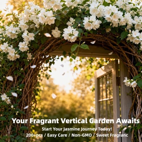 390+ Climbing Jasmine Seeds, Fragrant Perennial Flowering Vine for Outdoor Garden, Scented Blossom Patio Plant Value Pack - Image 5
