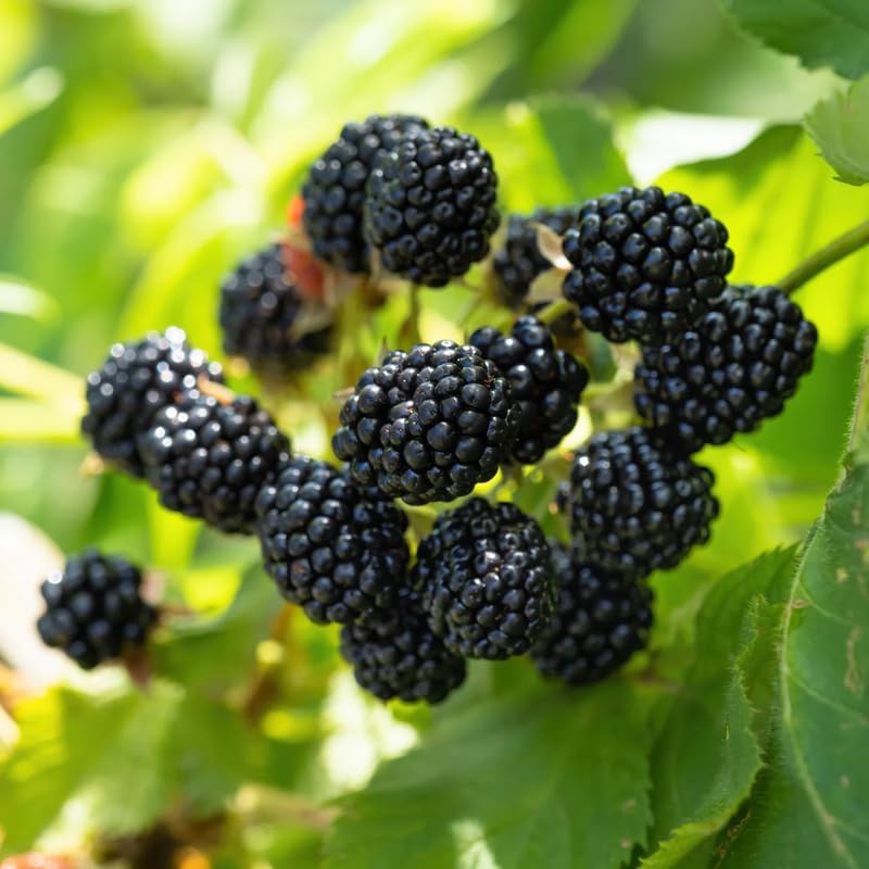 2 Ouachita BlackBerry Live Plants, Outdoor Berry Plant, 4-8 Inch Tall - Image 6