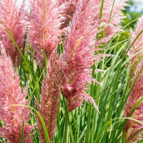 100 + Pink Pampas Grass Seeds for Planting, Garden Grasses - Image 7