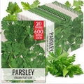 Seed Needs Italian Flat Leaf Parsley Seeds to Plant an Herb Garden - 20 Packs by SeedNeeds