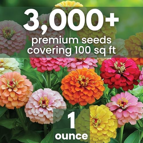 Zinnia California Giants - Large 1 Ounce Packet - 3,000 Flower Seeds for Planting - Zinnia elegans - Image 2