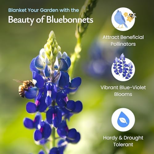 Texas Bluebonnet Seeds for Planting, 750+ Flower Seeds, Covers 200 Sq Ft - Image 3