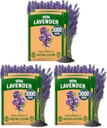 HOME GROWN Non GMO English Lavender Seeds 3,000+ Wildflower Seed for Planting Indoor/Outdoor, High Germination, Plant Flower Seeds (Lavandula antustifolia) (Pack of 3) by HOMEGROWN