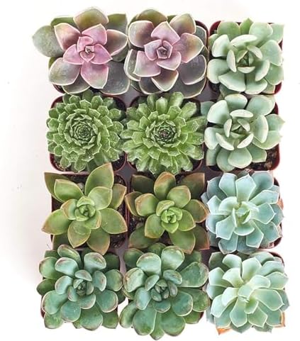 Shop Succulents Rosette Succulent Plant Pack Collection - Live Mini Succulent Plants, Low Maintenance, Floral Shaped Mix of Colors & Textures - Wedding and Party Favors, Gift & Garden, Pack of 12 - Image 3