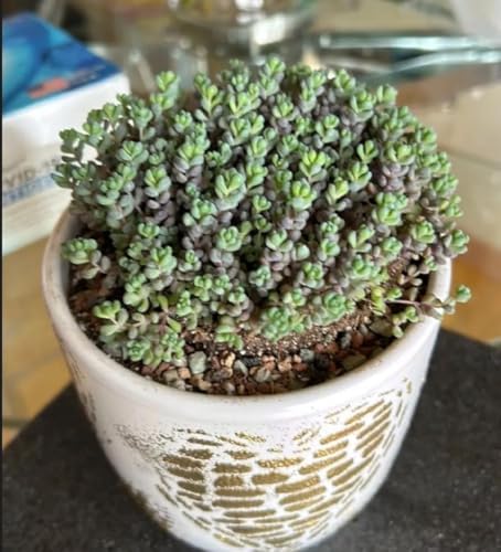 Sprout N Green 4" Sedum Dasyphyllum 'Minor', Live Succulent Fully Rooted in Pots, Rare House Plant for Home Office Indoor Outdoor Wedding Decoration, DIY Projects, Party Favor - Image 3