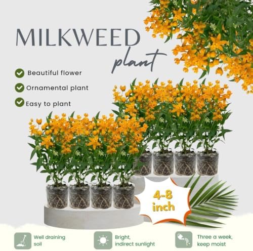 2 Yellow Milkweed Live Plants, Well-Rooted Starter Plant, 4-6 Inch Tall - Image 2