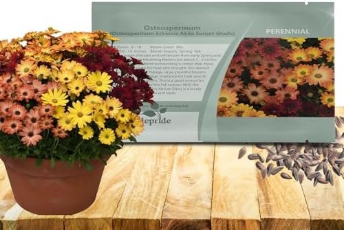 Outsidepride Sunset Mix Osteospermum African Daisy Seeds - 10 Pcs. Perennial Flower Seeds for Planting Outdoors with Long-Lasting Blooms, Drought-Tolerant, Easy to Grow for Sunny Gardens & Borders by Outsidepride