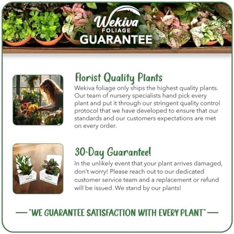 Big Daddy BlackBerry Plant - 2 Live Starter Plants - Rubus - Edible Fruit Bearing Bush for Patio and Garden - Image 4