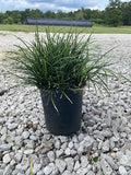 Mondo Liriope Grass Plant, Live Ornamental Ground Cover, 1 Gallon Container by RogersPlantNursery