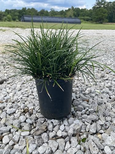 Mondo Liriope Grass Plant, Live Ornamental Ground Cover, 1 Gallon Container by RogersPlantNursery