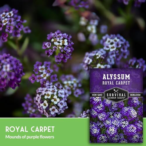 Purple Alyssum Seeds for Planting - Survival Garden Seeds (2 Pack) - Image 3