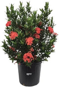 Nature’s Way Farms Ixora Taiwanese Red Outdoor Flowering Live Shrub (25-30in Tall) in Grower Pot by NaturesWayFarms