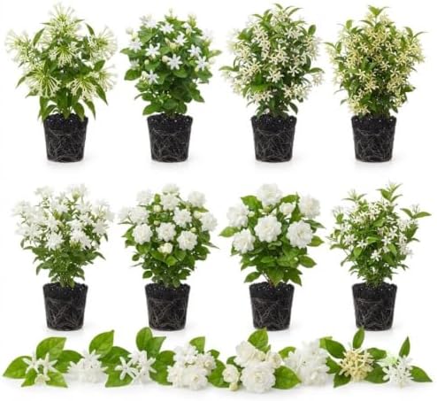 2 Mix Jasmine Live Plants, Fragrant Flowering Shrubs, 4-6" Tall - Image 3