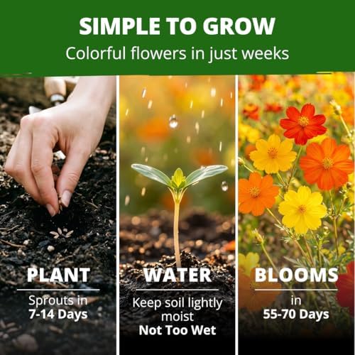HOME GROWN Cosmos Bright Lights Mix 400 Flower Seeds Cosmos sulphureus - Image 4