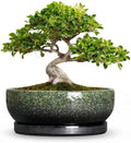 Bonsai Pots Ceramic, 10 Inch Succulent Planter, Speckle Green by Wliror