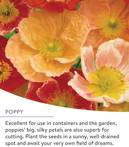 Burpee Wildflower 25,000 Bulk, 1 Bag | 18 Varieties of Non-GMO Flower Seeds Pollinator Garden, Perennial Mix - Image 4