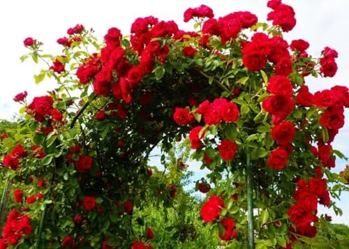 100+ Red Climbing Rose Seeds Ornamental Rosa Bush Vine Climber Long-Blooming - Image 2