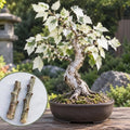 Silver Leaf Poplar Bonsai Tree Cuttings, Populus alba Live Wood Starters by CZGrain