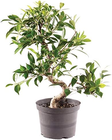 Brussel's Bonsai - Medium Ficus Live Bonsai Tree, Potted Indoor Plant by BrusselsBonsai