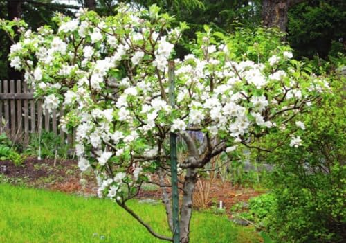 2 Winter Honeysuckle Shrubs - 6-12" Tall Live Plants - Flowering Fragrant Honeysuckle Bushes - Lonicera fragrantissima - (2 Pack) - Image 5
