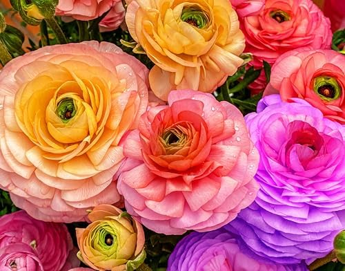 Mixed Peony Ranunculus Bulbs- Persian Buttercup -10 Corms Bulbs Root - Image 2