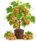 Bronze Muscadine Grape Vine Plant, 8–12 Inch Live Plant, 2 Inch Plug by Unknown