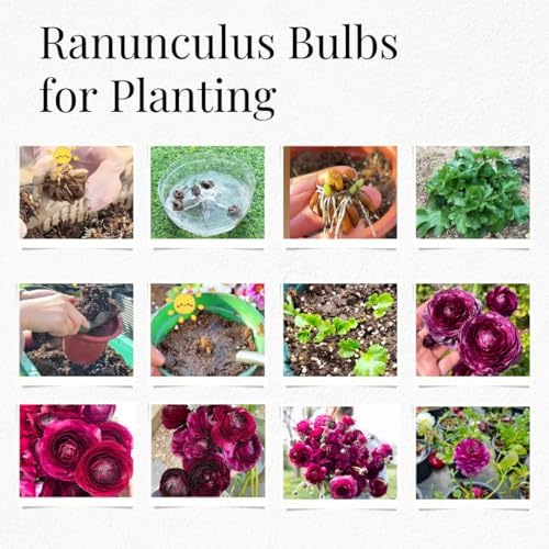 25 Purple Ranunculus Bulbs for Planting, Peony Perennial Flower - Image 6