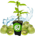 Issai Kiwi Berry Vine (1-Pack) Live Plant by Wellspring Gardens by WellspringGardens