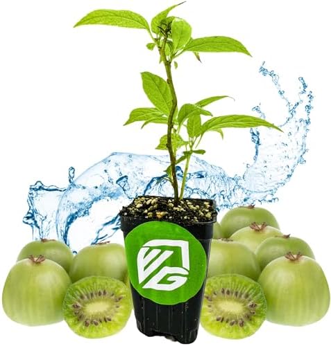 Issai Kiwi Berry Vine (1-Pack) Live Plant by Wellspring Gardens by WellspringGardens