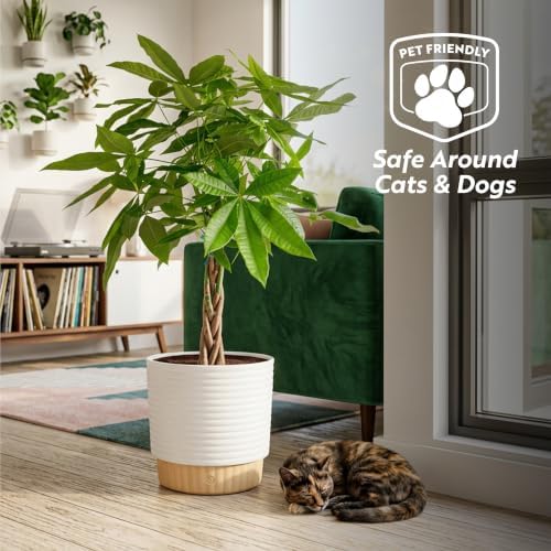 Costa Farms Money Tree Live Indoor Plant, Pet Friendly, 3-4 Ft. Tall - Image 6