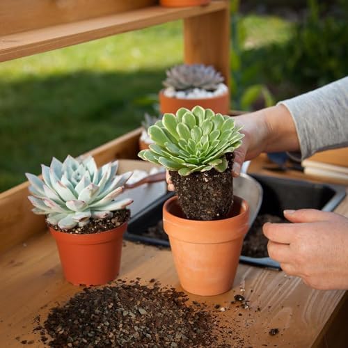 Succulent & Cactus Soil Potting Mix 2qt, Natural Organic Potting Mix for Cactus, Succulent, Palm, and Citrus Grown in Containers Indoors and Outdoors - Image 4