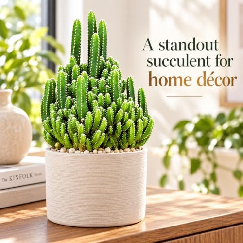 Fairy Castle Cactus Live Plant - Indoor Decorative Succulents - Image 4