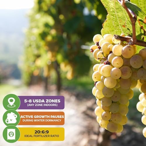 Traminette Grape Vine Gewürztraminer Hybrid (2-Pack) by Wellspring Gardens - Image 4