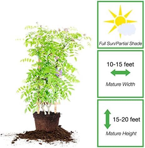 Perfect Plants Amethyst Falls Wisteria Live Plant, 3 Gallon, Vine - Image 2