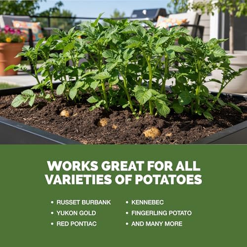 Potato Fertilizer – Liquid Plant Food for Vigorous, Healthy Growth, 8 oz - Image 5