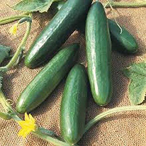 Diva F1 Cucumber Seeds - Vigorous, Disease-Resistant Plants, Burpless Too(100 - Seeds) - Image 3